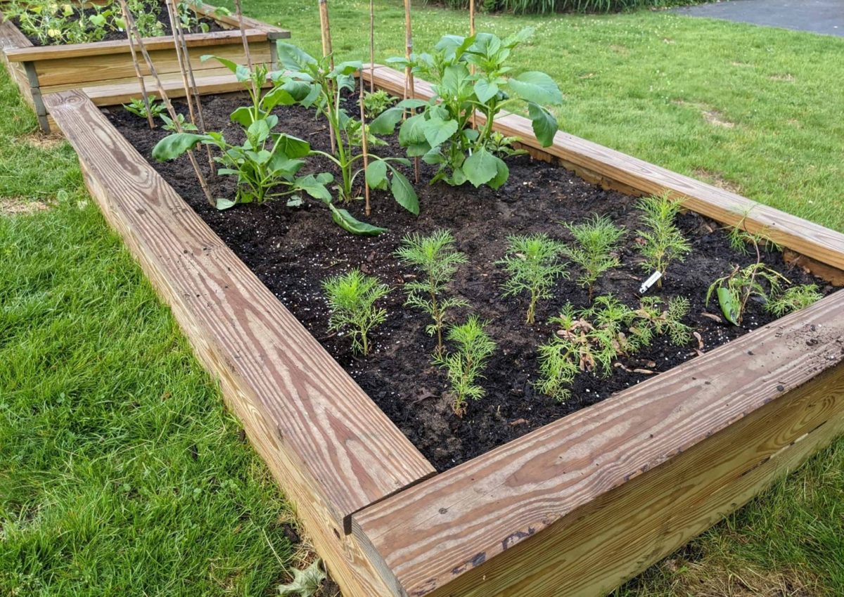 Start Your Own Garden